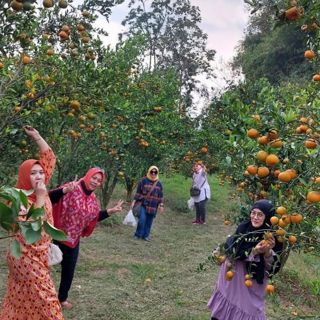 wisata petik jeruk super agro kota batu